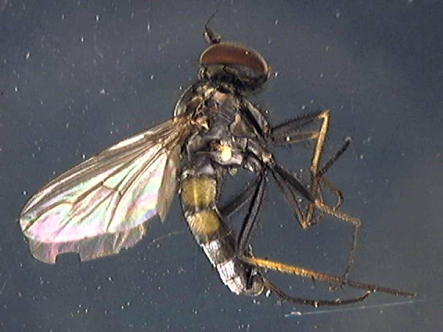 Argyra diaphana